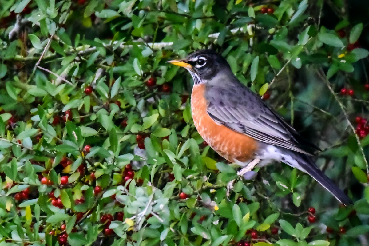 American Robin - Dwayne Litteer