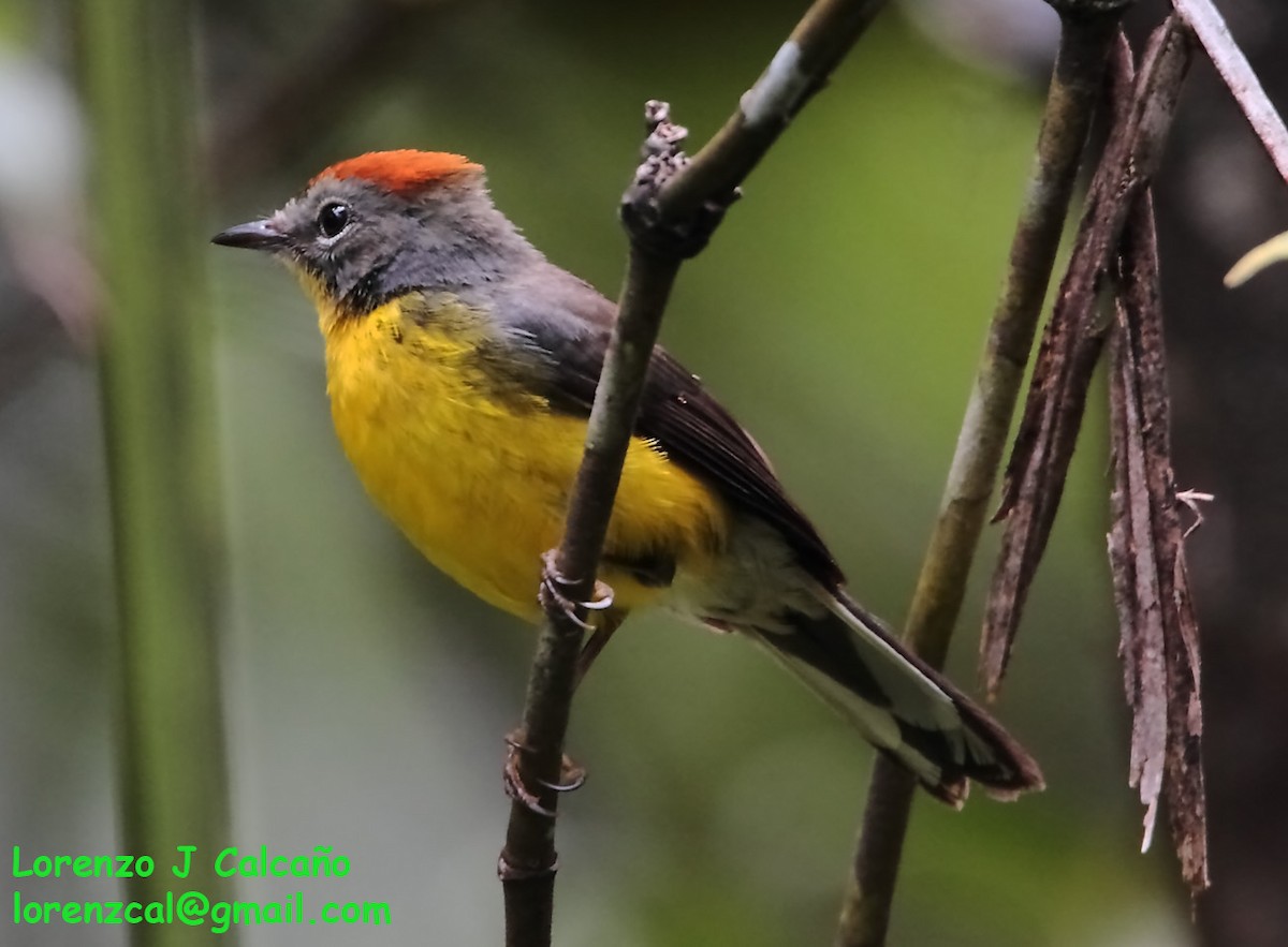 Tepui Redstart - ML237149111