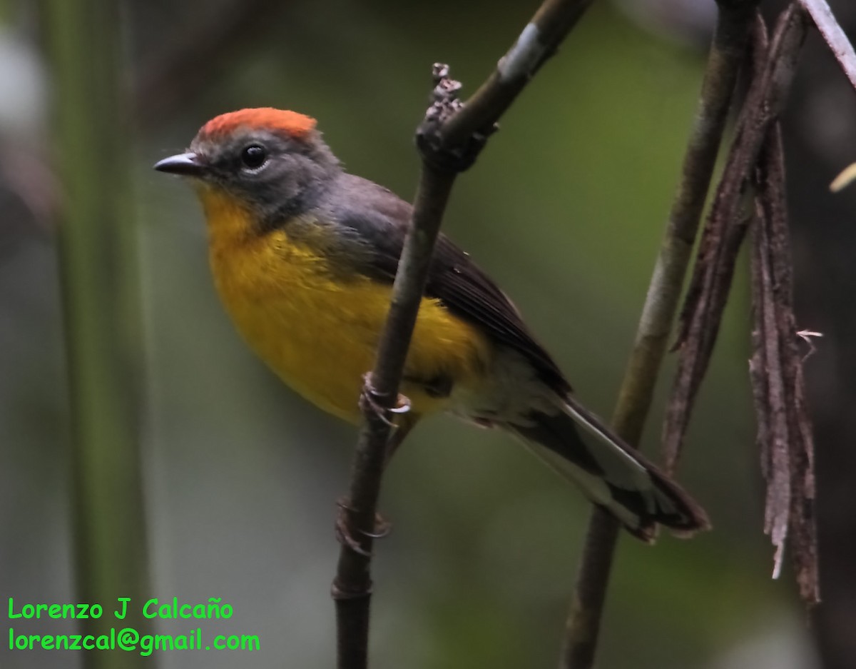 Tepui Redstart - ML237149121