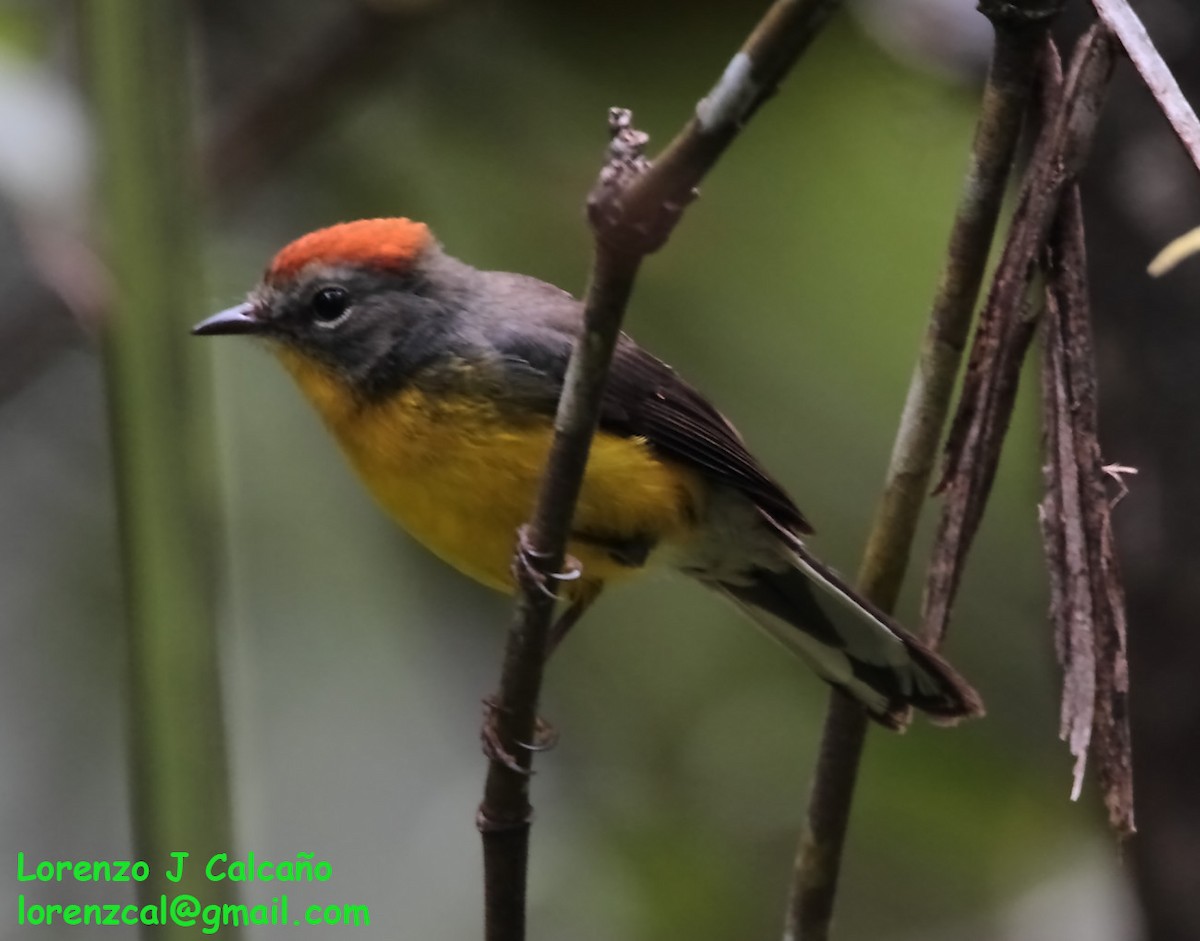 Tepui Redstart - ML237149131