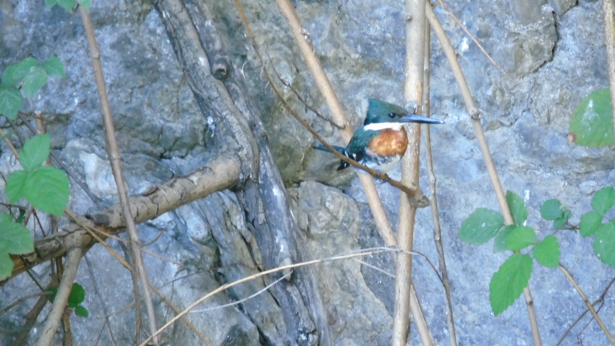 Green Kingfisher - ML237149151
