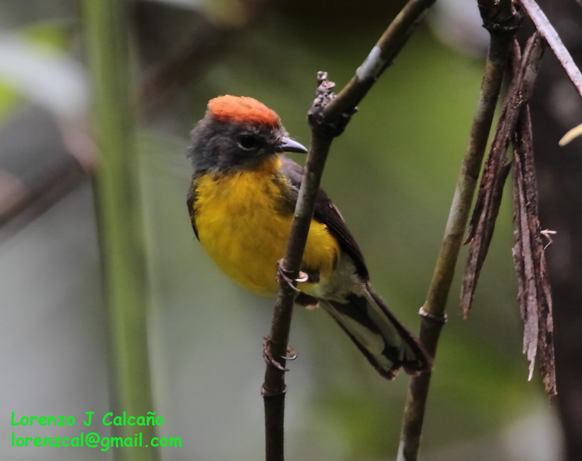 Tepui Redstart - ML237149161