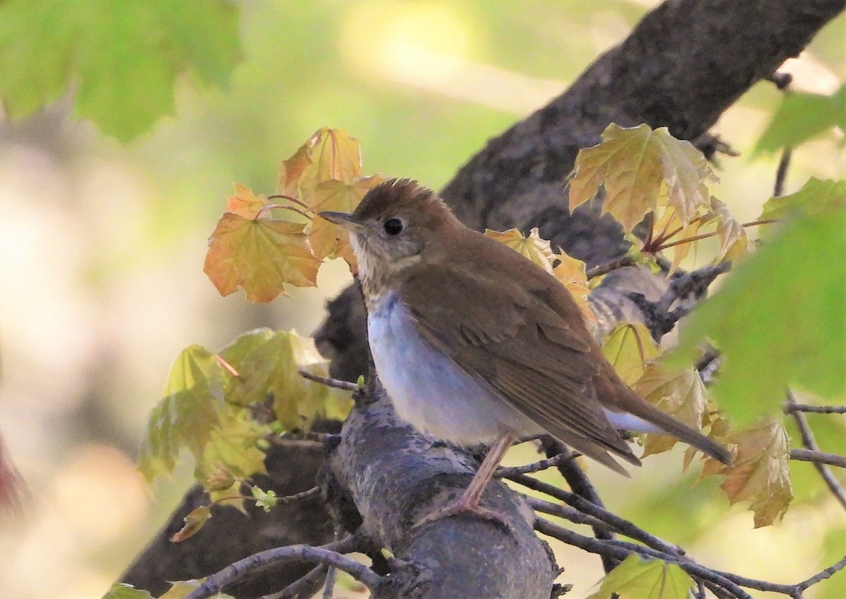 Veery - ML237149171