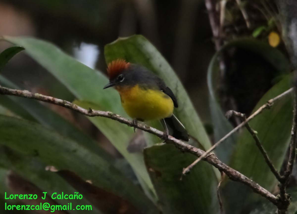 Tepui Redstart - ML237149581