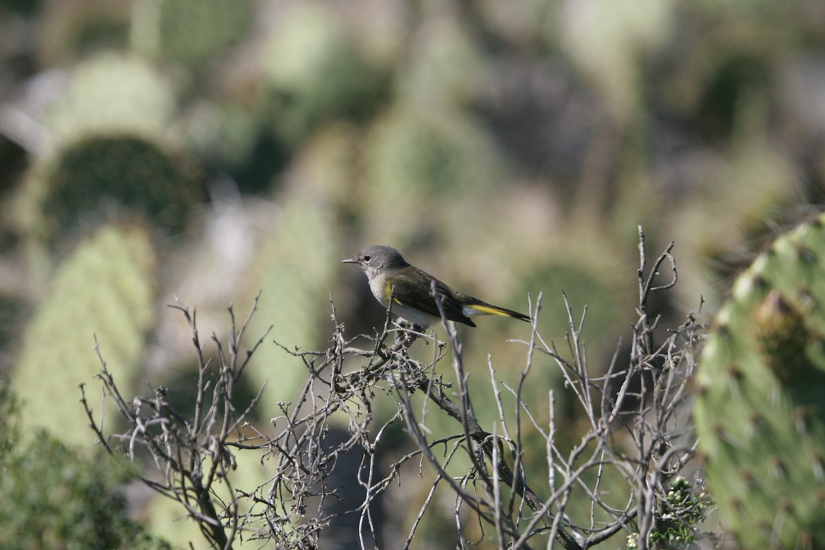 American Redstart - ML23714991