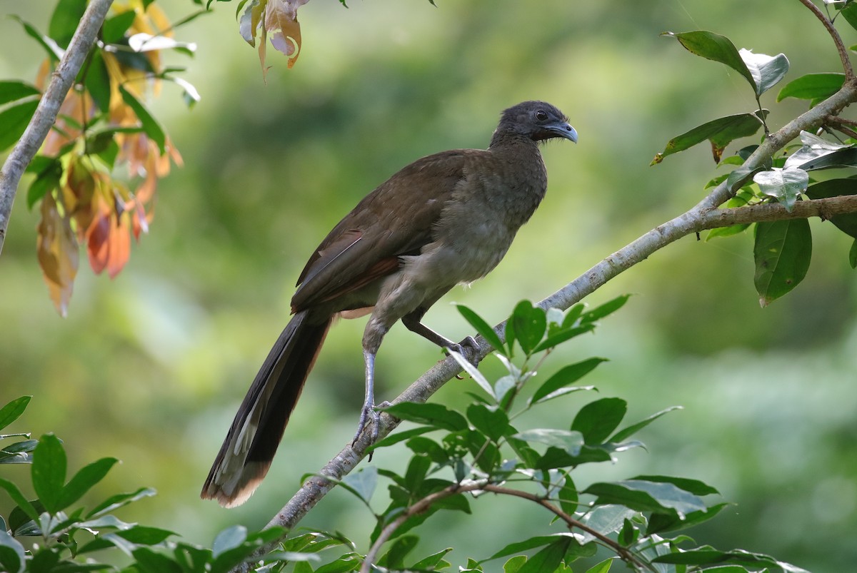 Gray-headed Chachalaca - Jonathan Slifkin