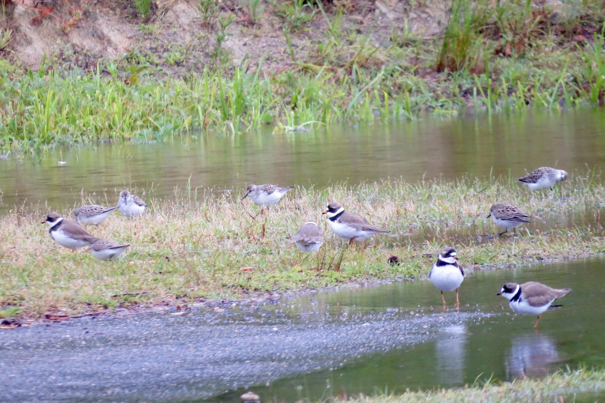 Semipalmated Plover - ML237152031