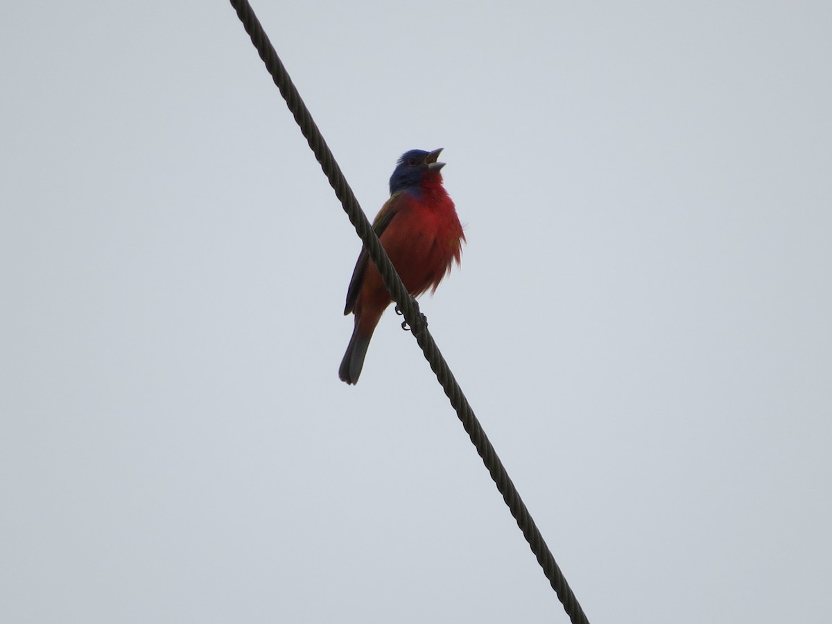 Painted Bunting - ML237152651