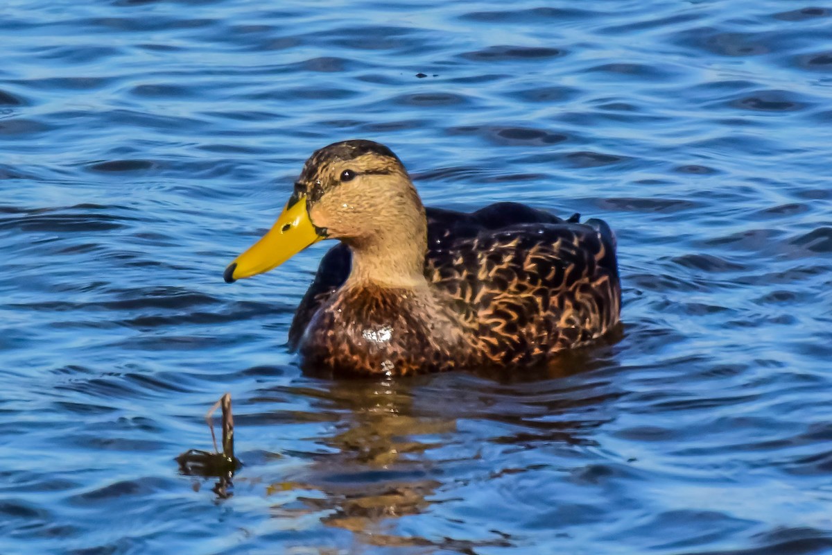 Mottled Duck - Dwayne Litteer