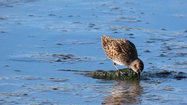 Least Sandpiper - ML237154331