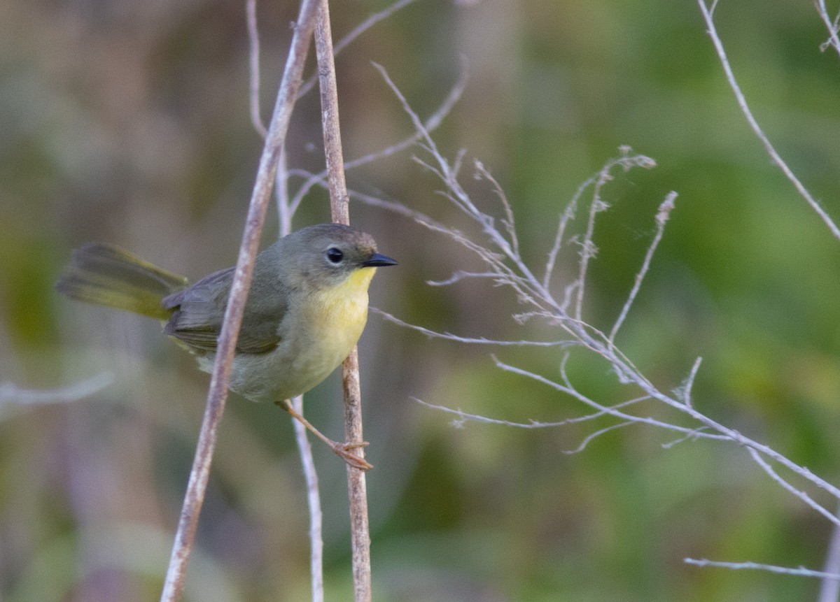 Common Yellowthroat - ML237156401