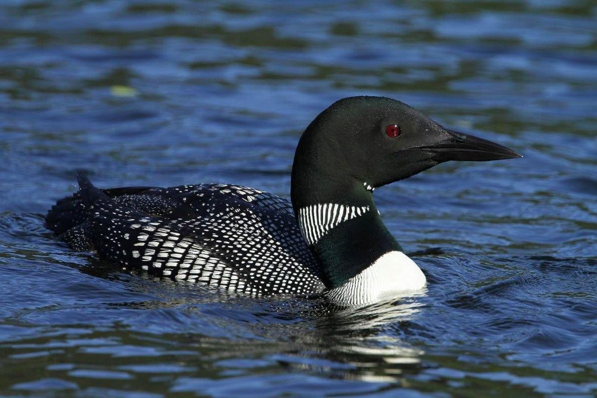 Common Loon - ML237157071