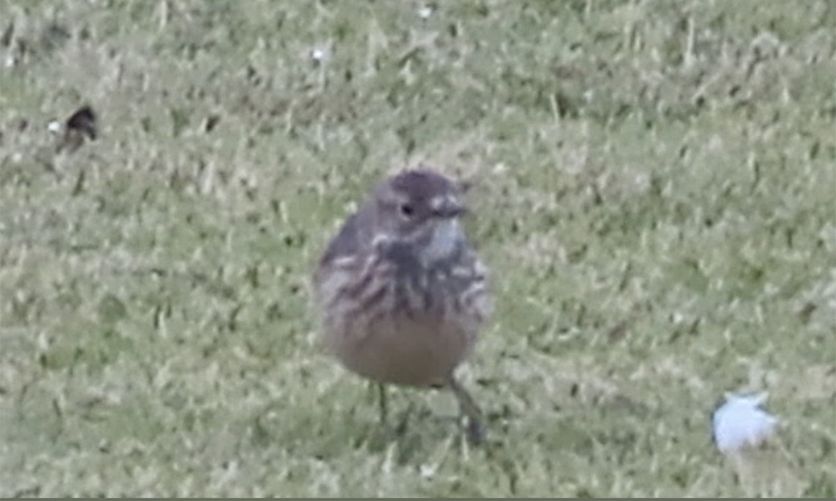 American Pipit - ML237158321