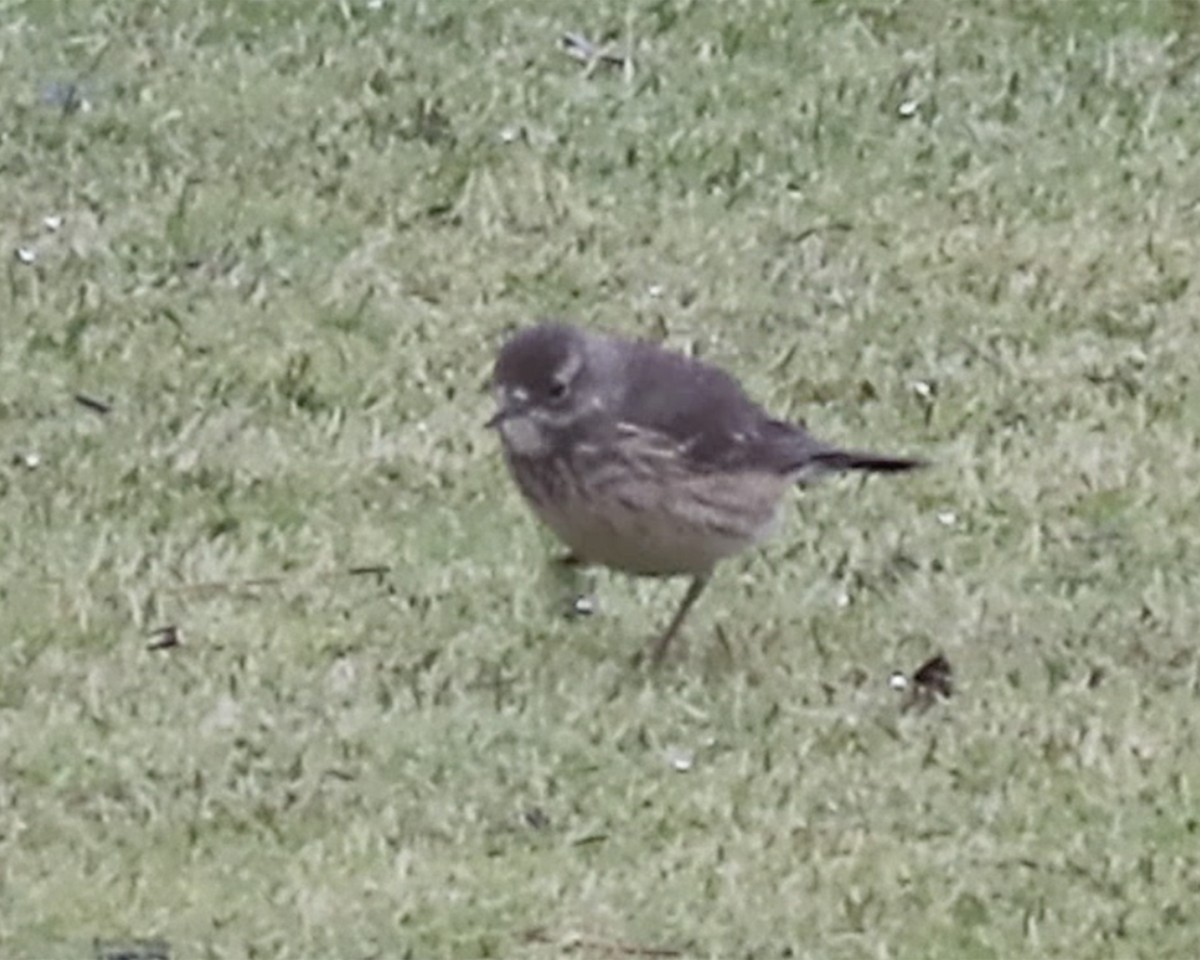 American Pipit - ML237158361