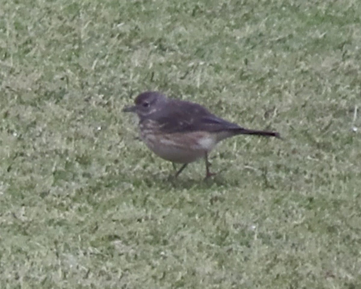 American Pipit - ML237158371