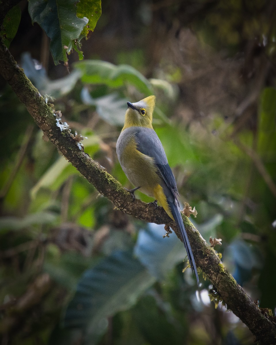 Long-tailed Silky-flycatcher - ML237158431