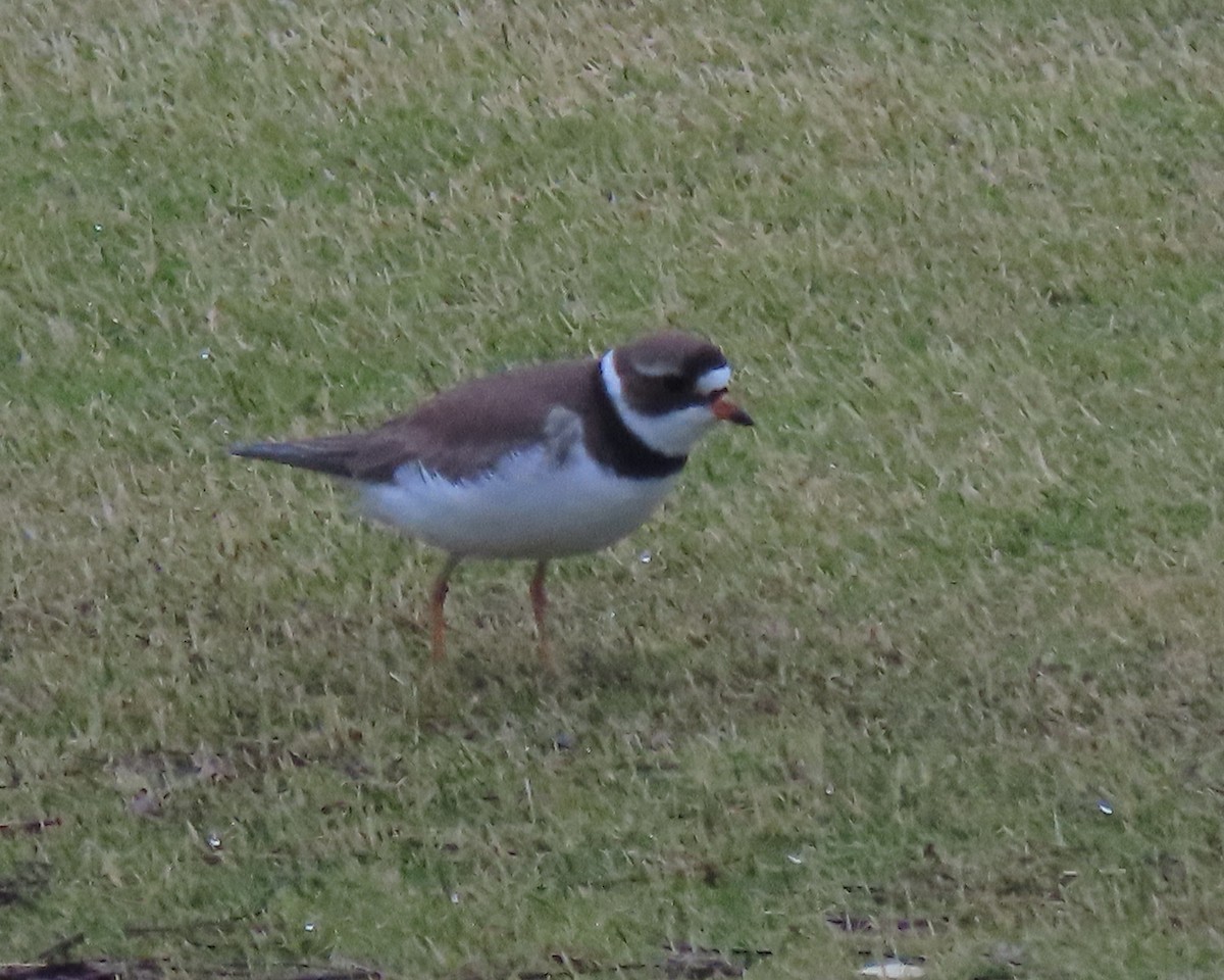 Перепончатопалый галстучник - ML237158441
