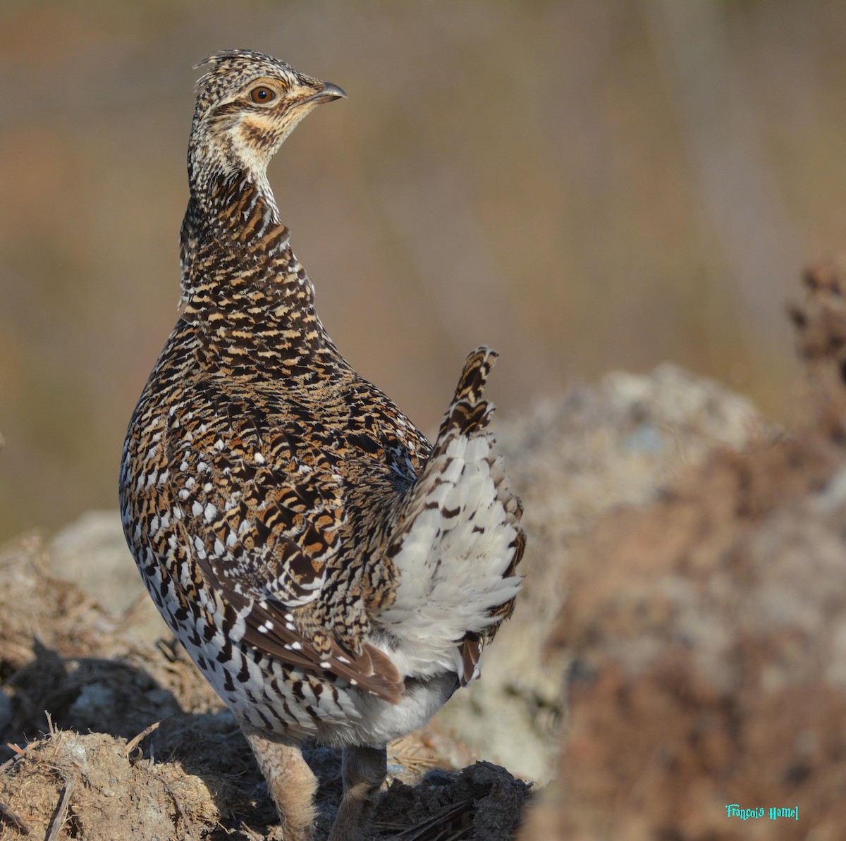 Sharp-tailed Grouse - ML237161881