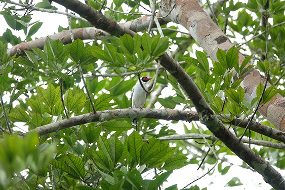 Masked Tityra - ML237162121