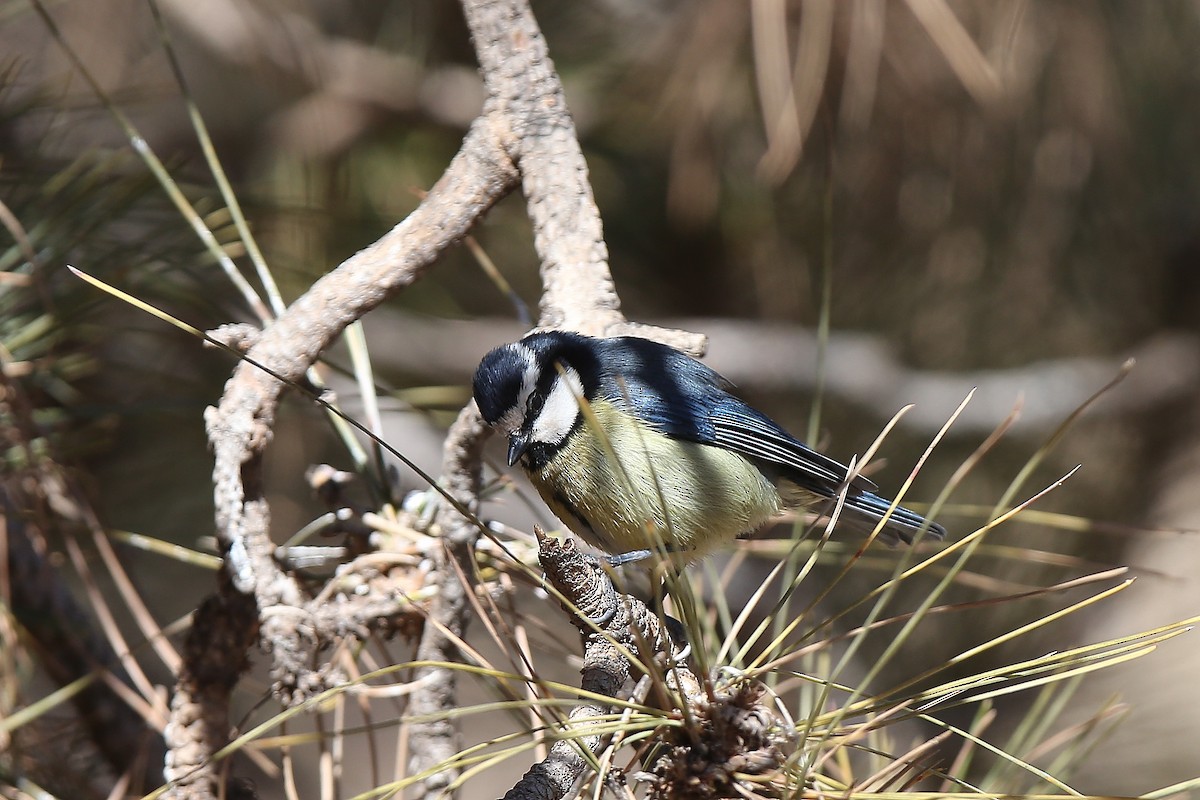 African Blue Tit - Holger Teichmann