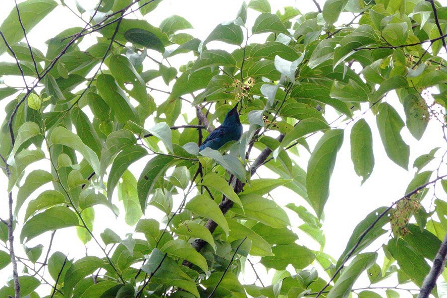 Blue Dacnis - ML237162921