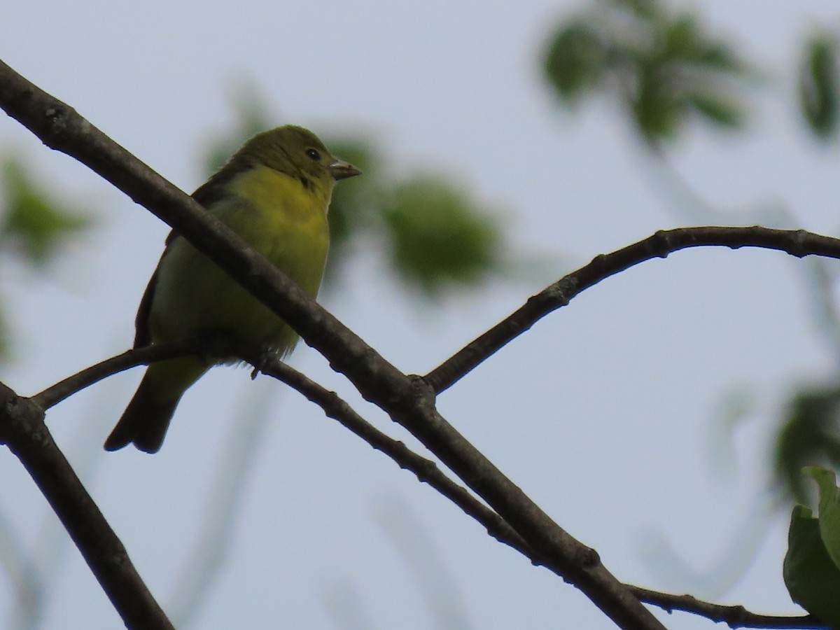 Scarlet Tanager - ML237163011