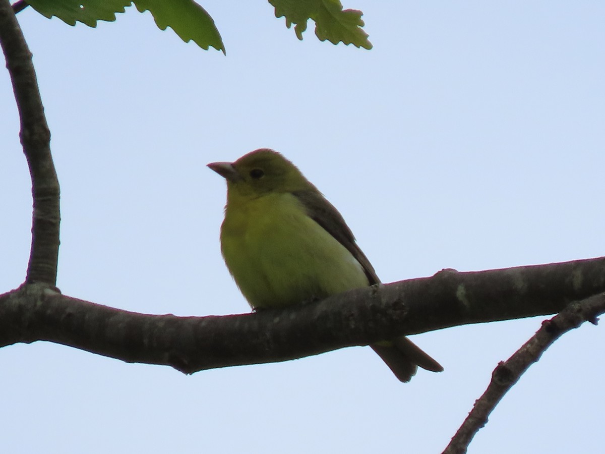 Scarlet Tanager - ML237163101