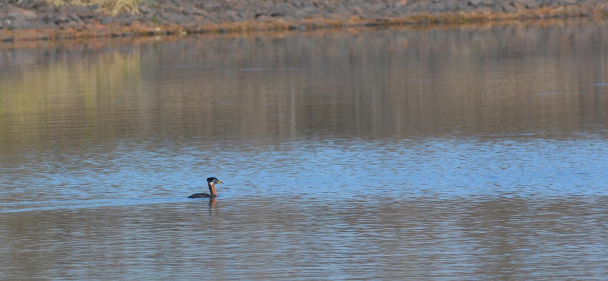 Red-necked Grebe - ML237163571