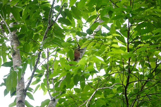 Amazonian Barred-Woodcreeper - Kees van Vliet