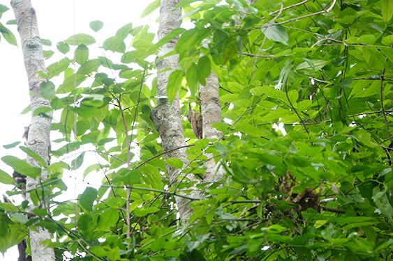 Amazonian Barred-Woodcreeper - ML237164391