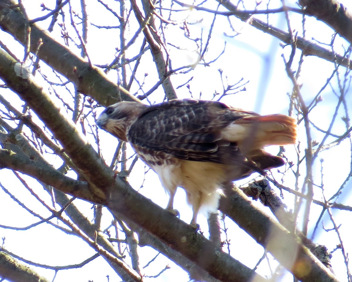 Red-tailed Hawk - ML237165481