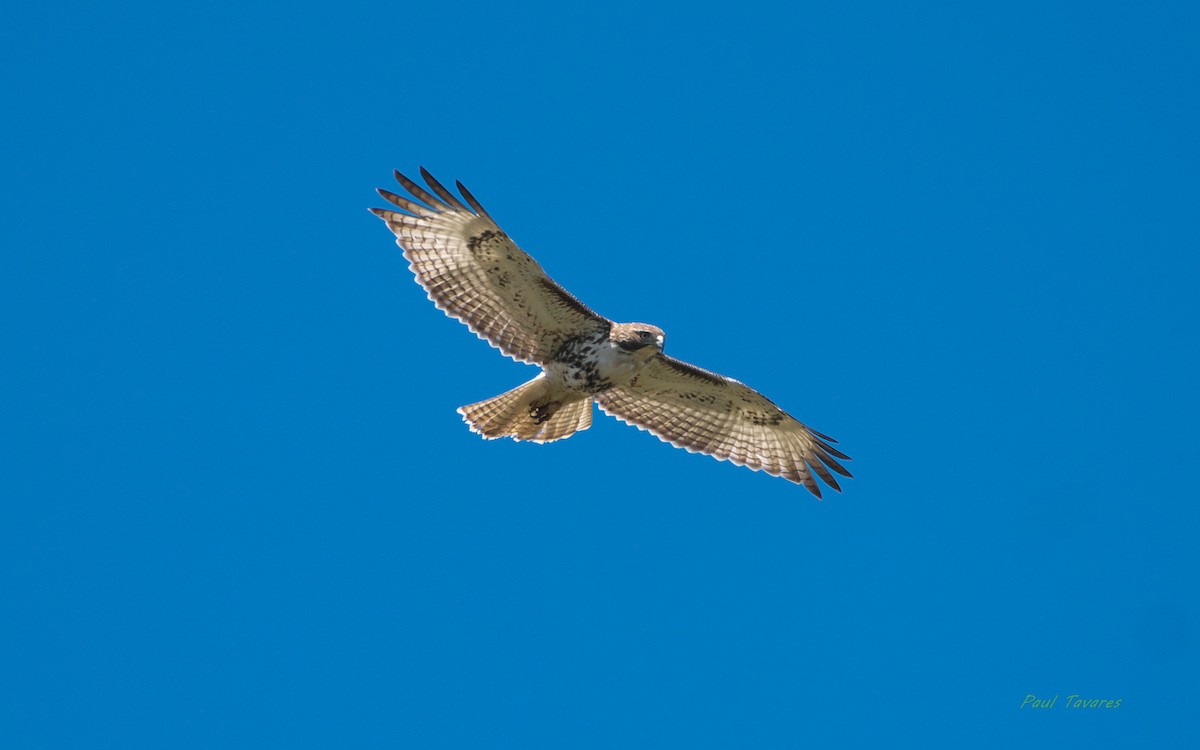 Red-tailed Hawk - ML237165821