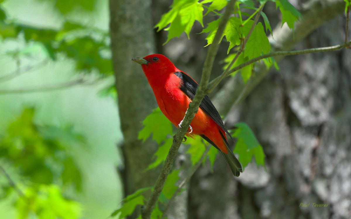 Scarlet Tanager - ML237165961