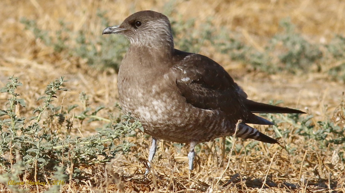 Long-tailed Jaeger - Alison Sheehey
