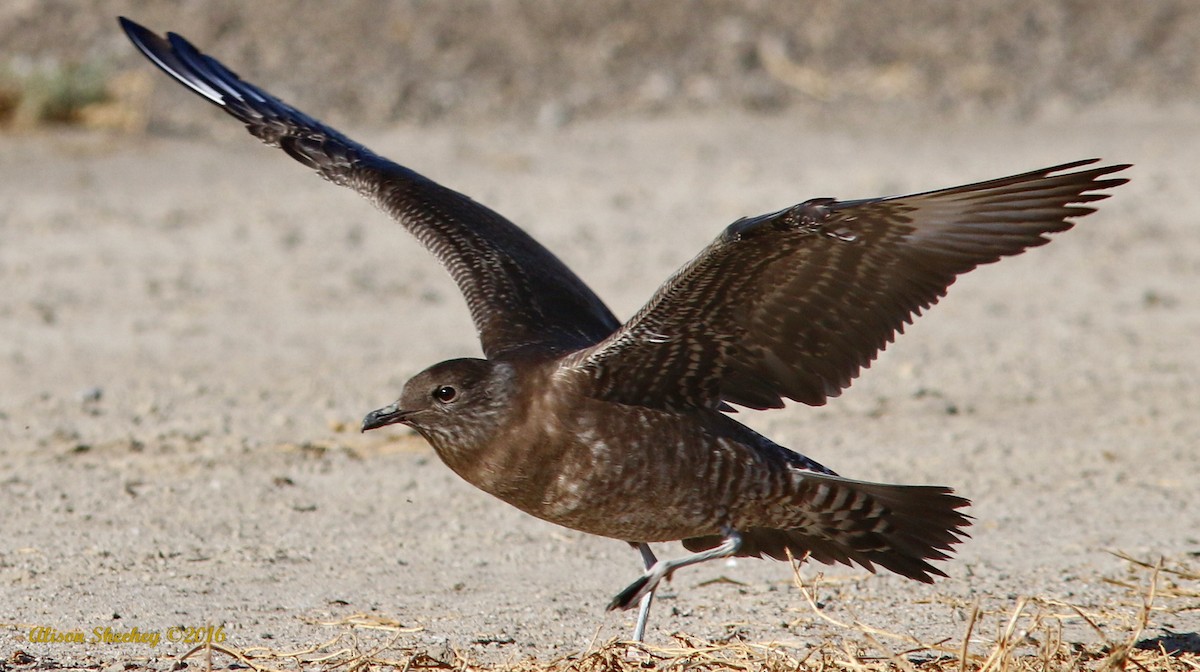 Long-tailed Jaeger - Alison Sheehey