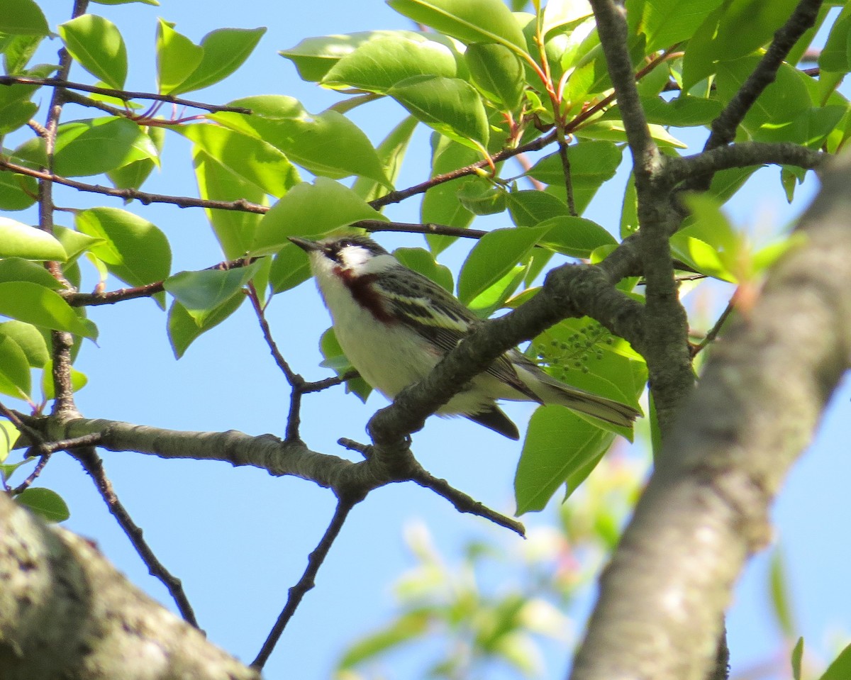 Chestnut-sided Warbler - ML237166681