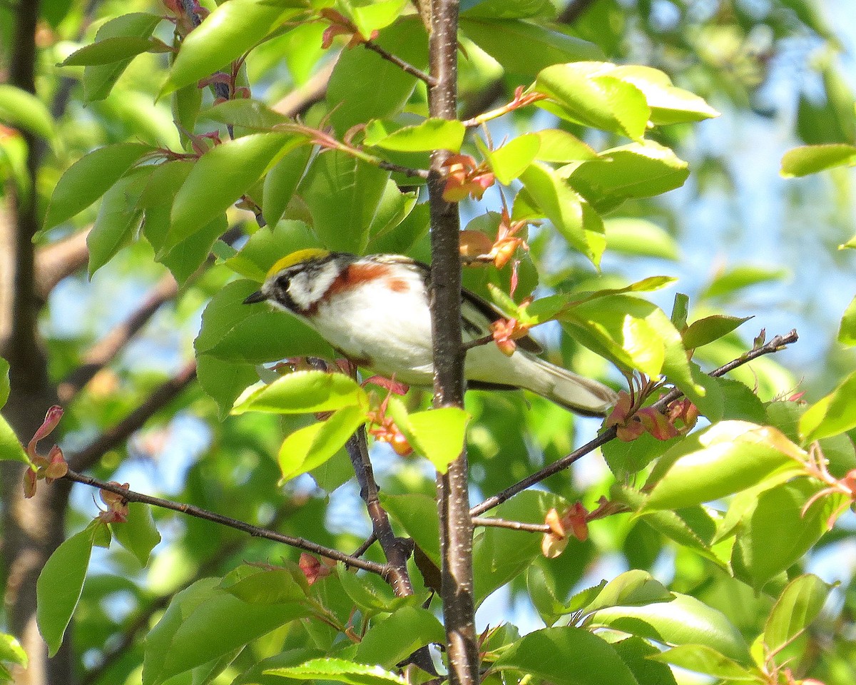 Chestnut-sided Warbler - ML237166711