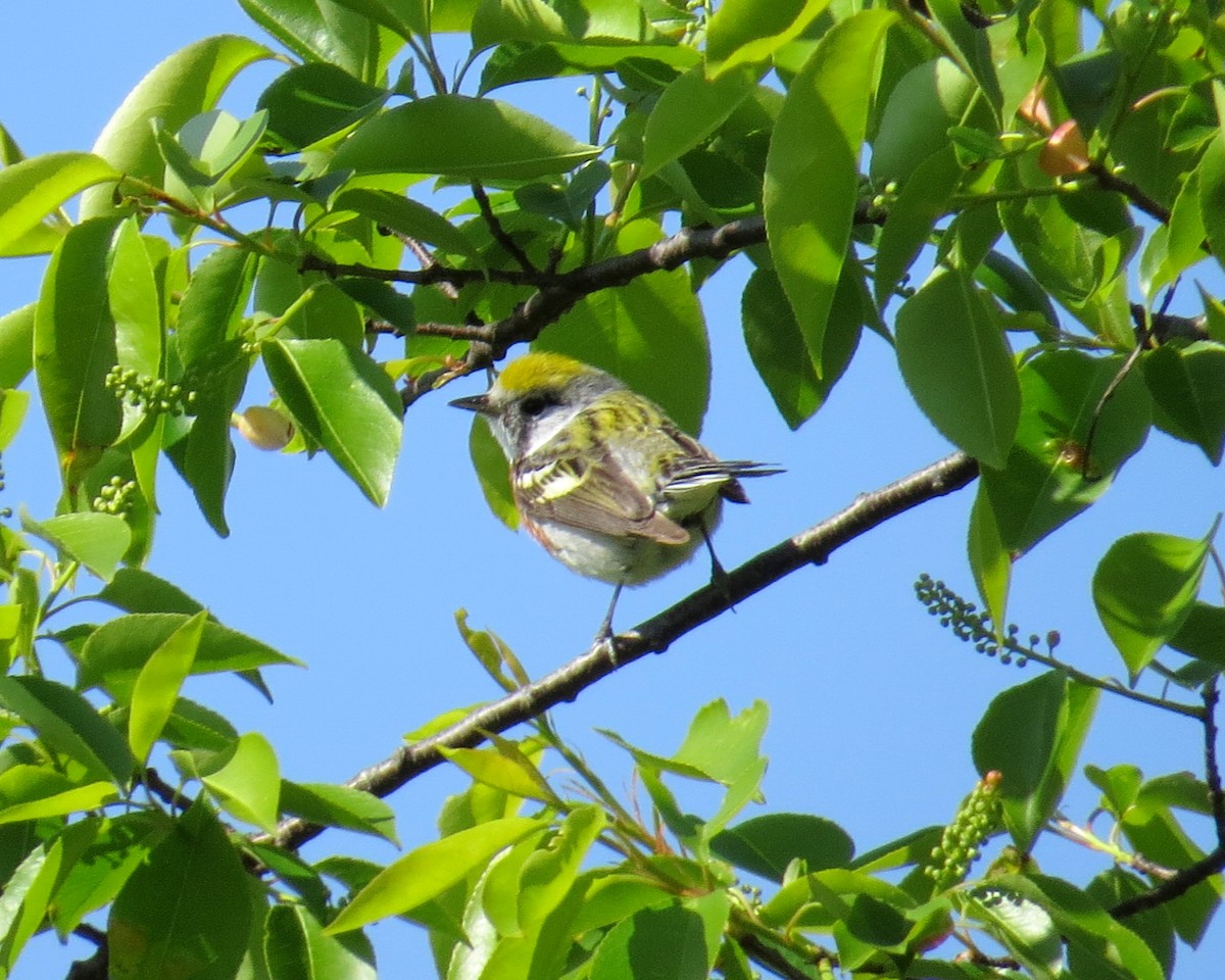 Chestnut-sided Warbler - ML237166721