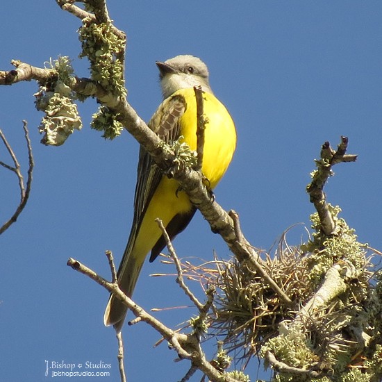 Couch's Kingbird - ML23716701