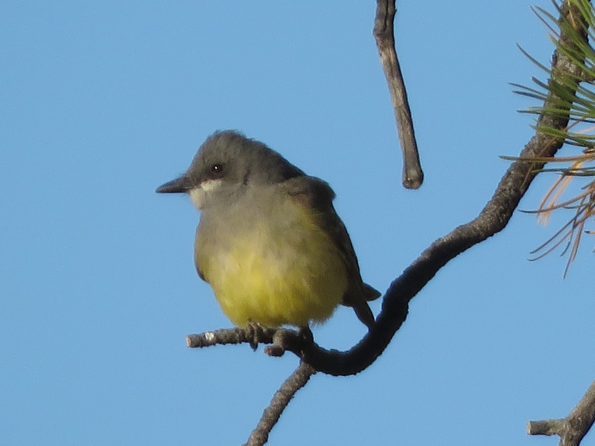 Cassin's Kingbird - ML237168531