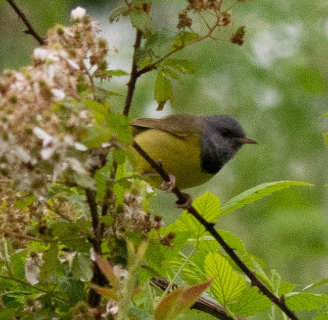 Mourning Warbler - ML237169561