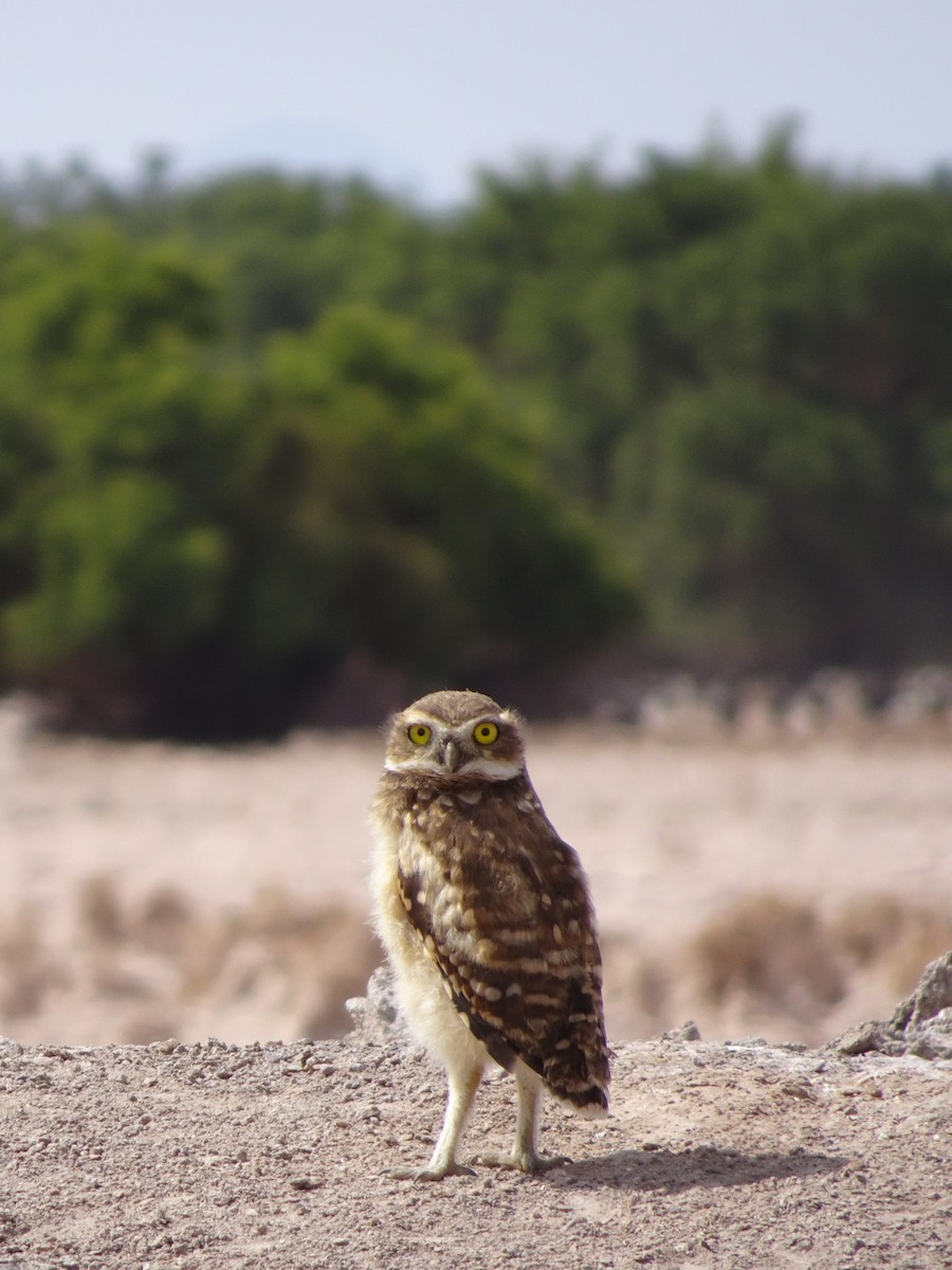 Burrowing Owl - Dmitriy Aronov