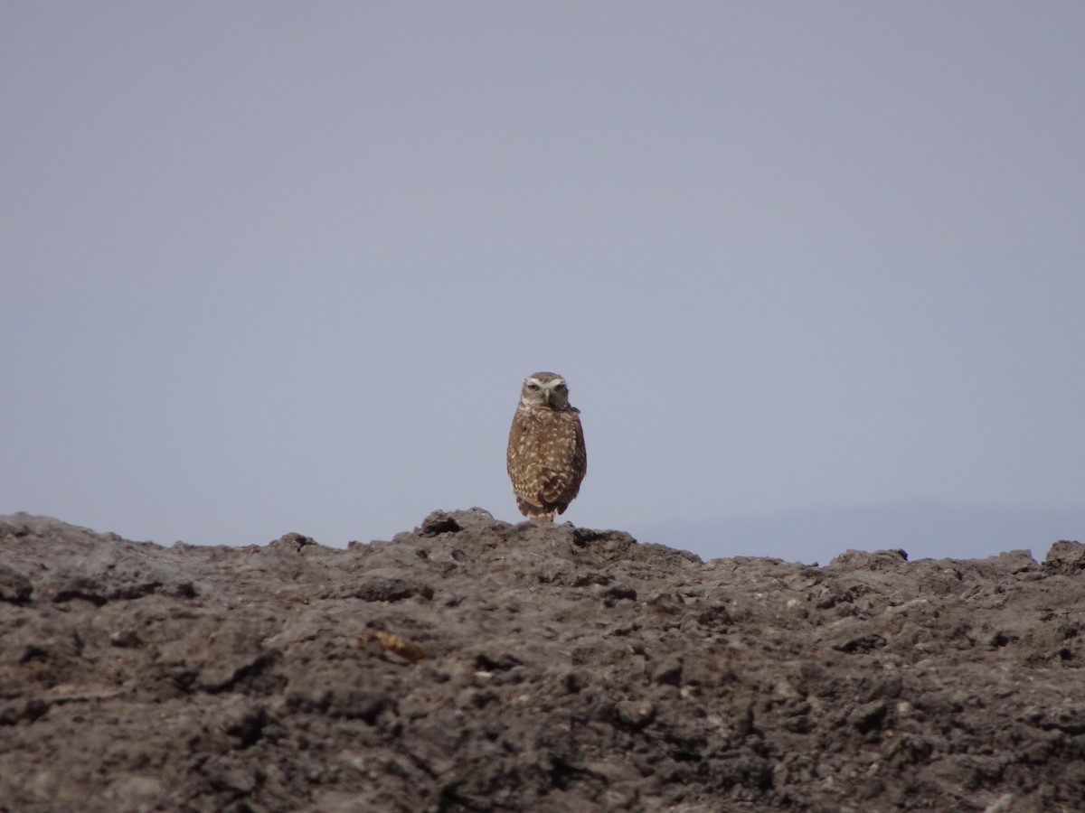 Burrowing Owl - Dmitriy Aronov