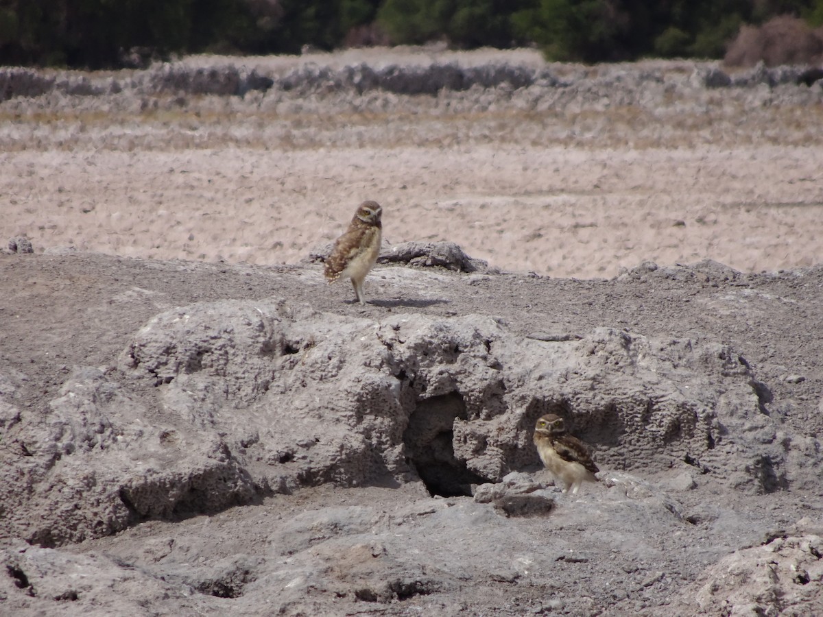 Burrowing Owl - Dmitriy Aronov