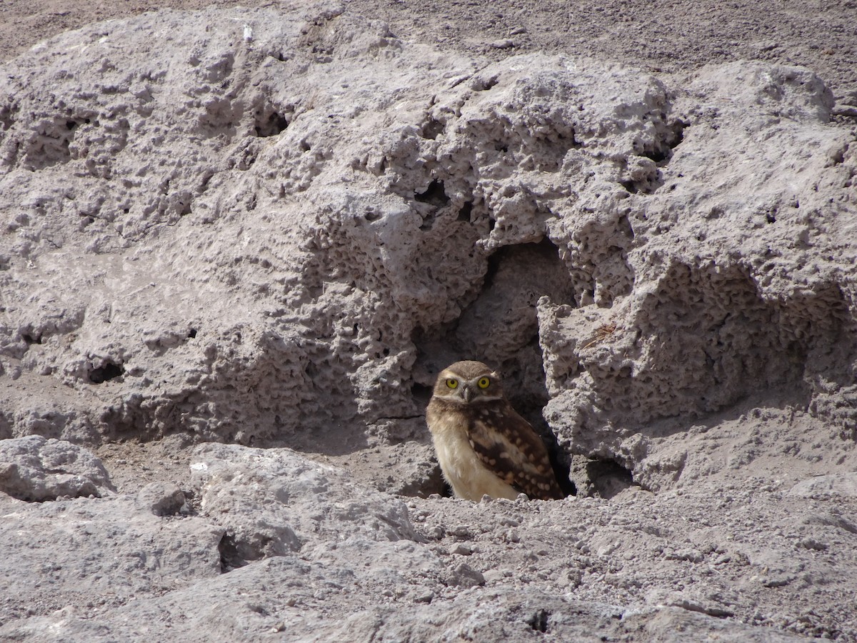 Burrowing Owl - Dmitriy Aronov