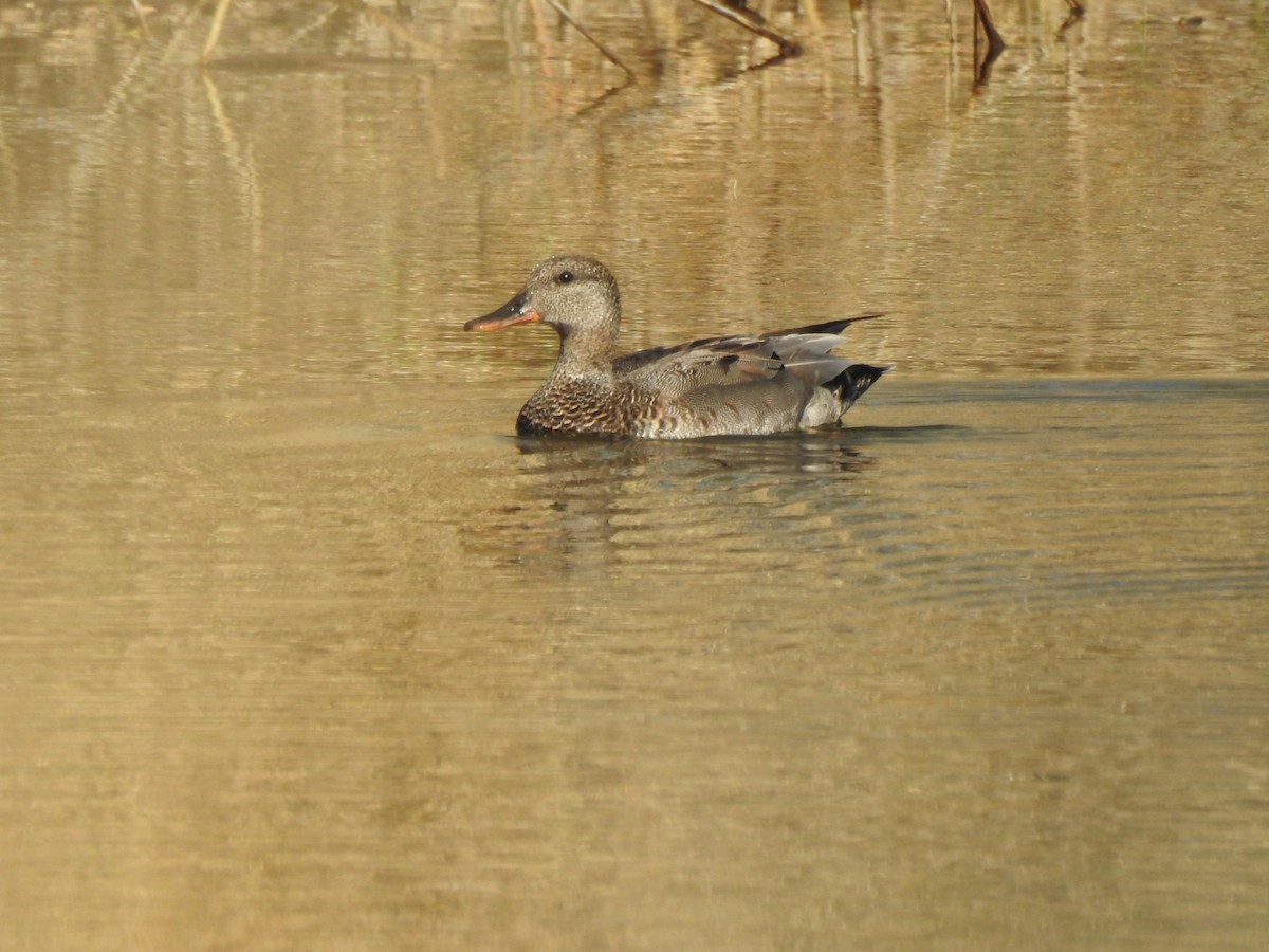 Canard chipeau - ML237172401