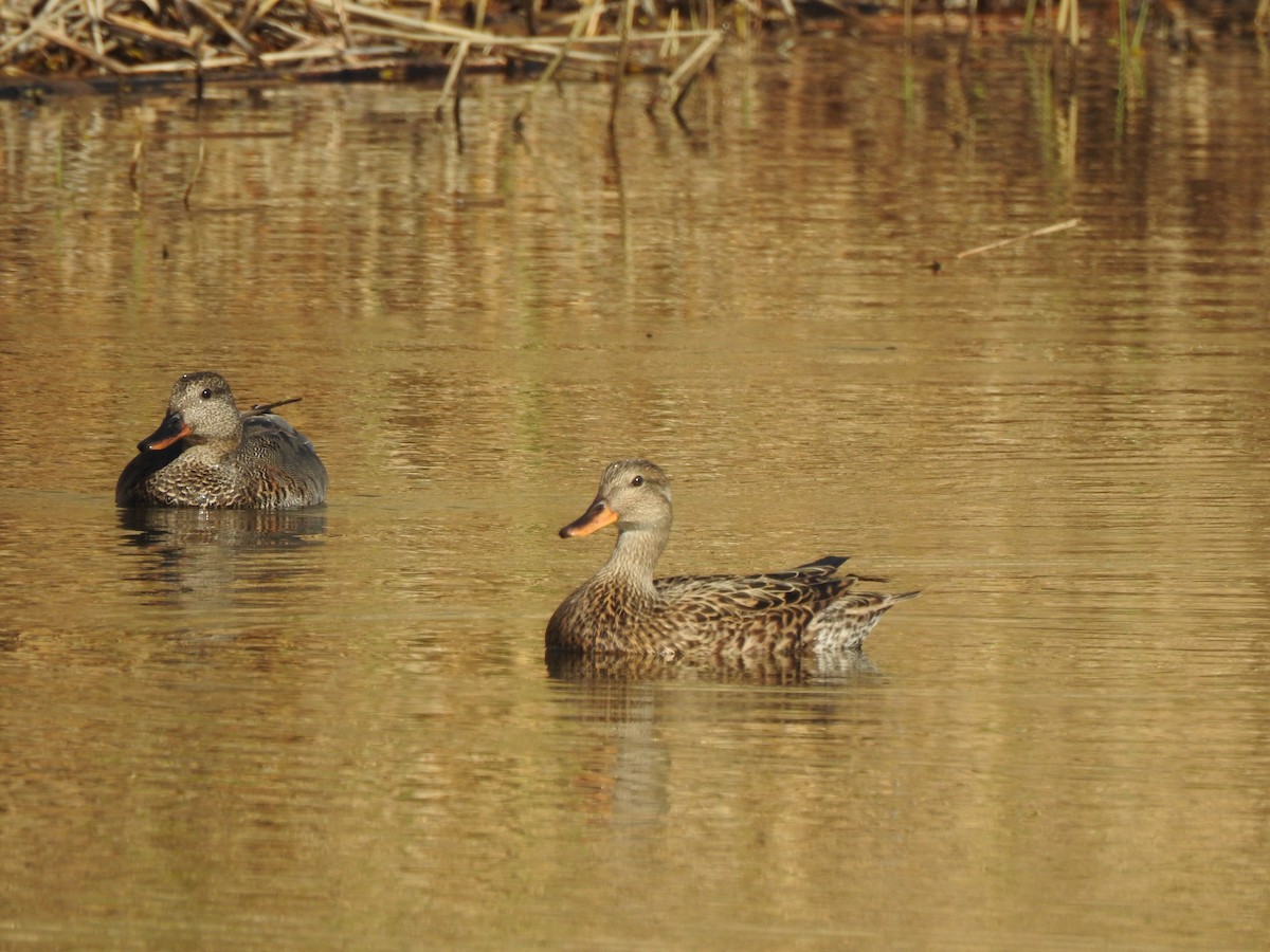 Gadwall - ML237172411