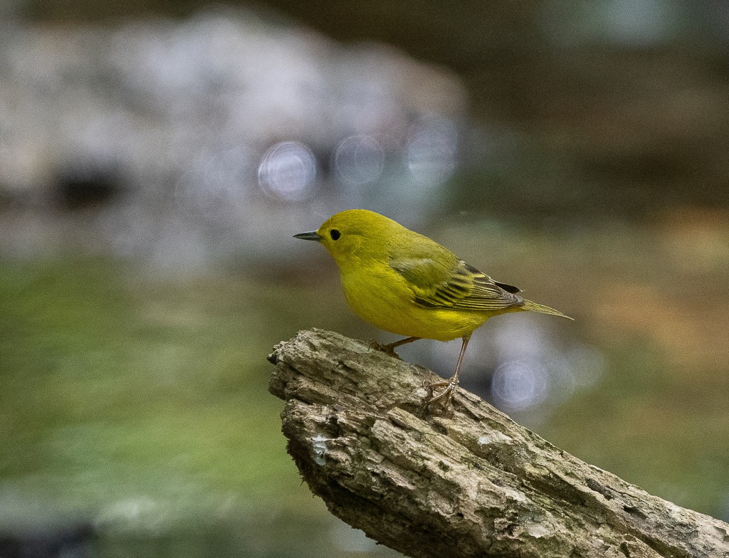 Yellow Warbler - ML237172631