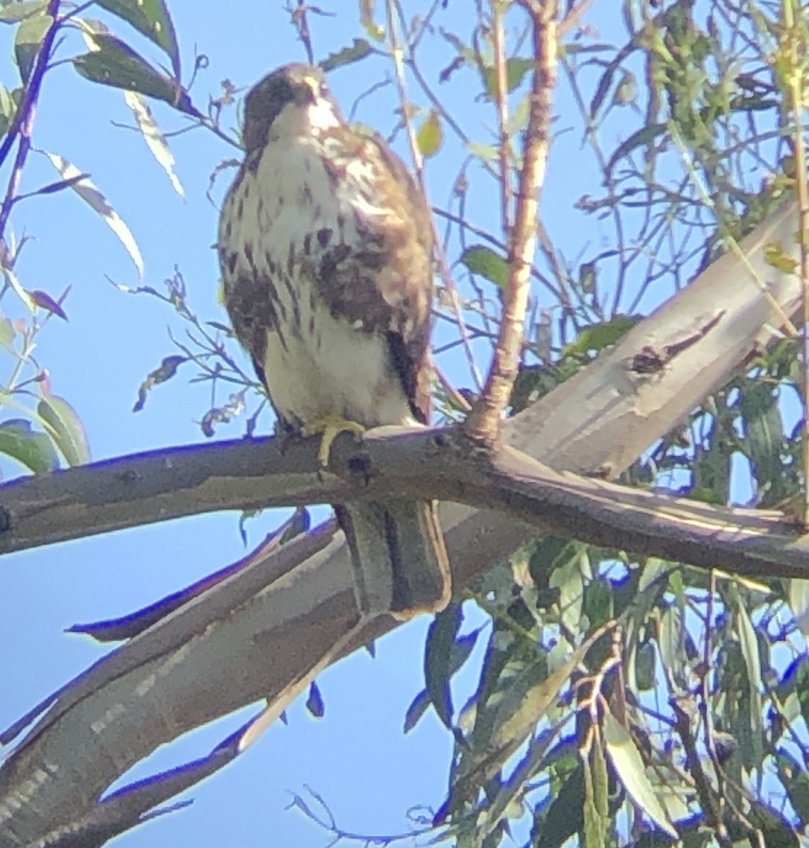 White-throated Hawk - ML237172651