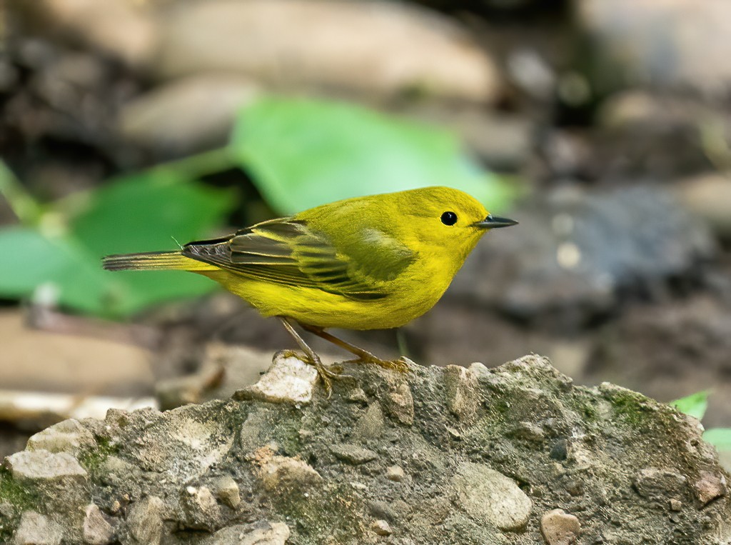 Yellow Warbler - ML237174651